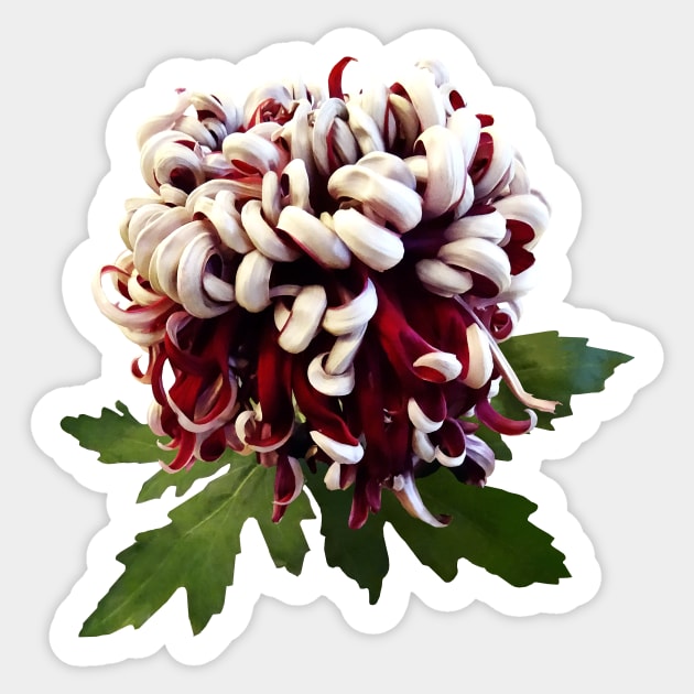Chrysanthemums - Chrysanthemum Lili Gallon Sticker by SusanSavad